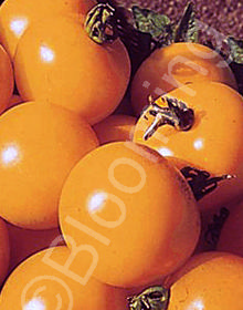 Solanum lycopersicum 'Valencia'